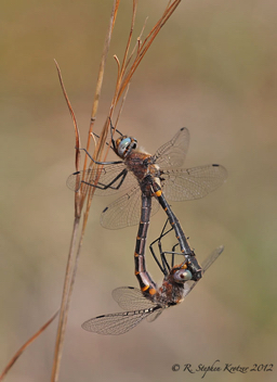 Helocordulia selysii, mating pair